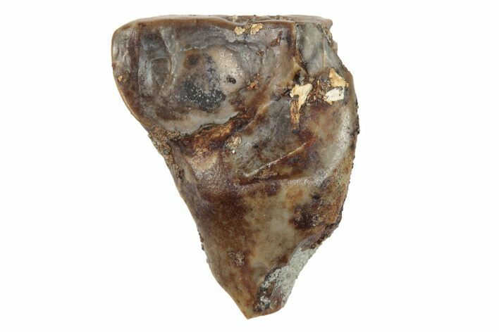 Fossil Ceratopsian Dinosaur Tooth - Judith River Formation #260340